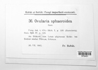 Ovularia sphaeroidea image